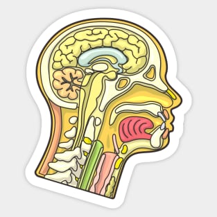 Human Head Anatomy Cross Section Illustration Sticker